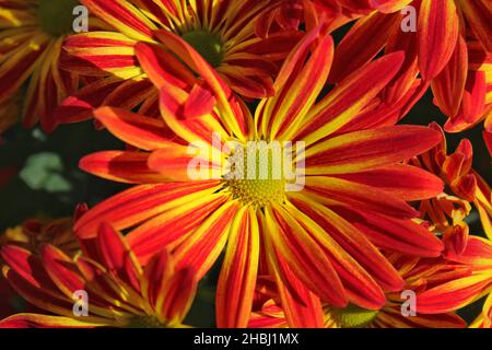 Nahaufnahme eines schönen Bouquets von frischen bunten Blumen in voller Blüte. Stockfoto