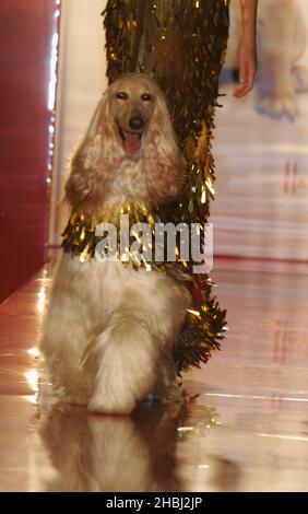 Dousshman, der Afghane, kleidete sich auf der Pet-A-Porter Dog Fashion Show in Harrods Knightsbridge in London mit einem goldenen Paillettenmantel aus Ben de Lisi. Kopfschuss Stockfoto