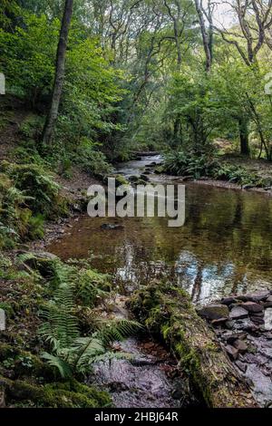 Horner Water in Horner Combe, Exmoor National Park, Somerset Stockfoto