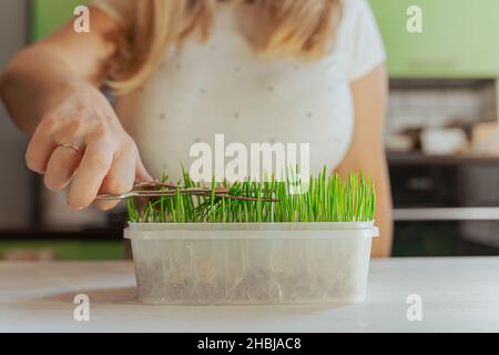 Die Hand der Frau schneidet grünes Gras, das im Blumentopf mit einer Schere angebaut wird. Vitamine für Haustiere, schneidet grüne Pflanze in Topf mit einer Schere. Stockfoto