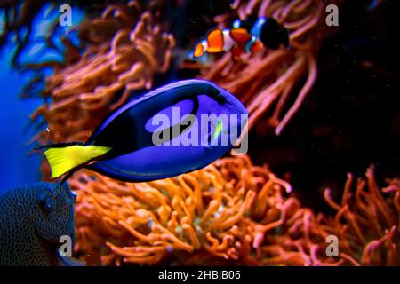 Eine Nahaufnahme von Paracanthurus hepatus, auch bekannt als königlicher tang, Palettenüberfisch, blauer tang. Stockfoto