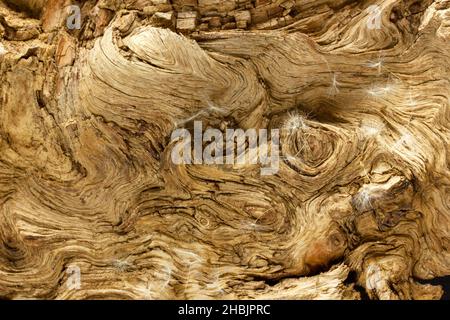 Dandelionssamen auf Holzstruktur Stockfoto