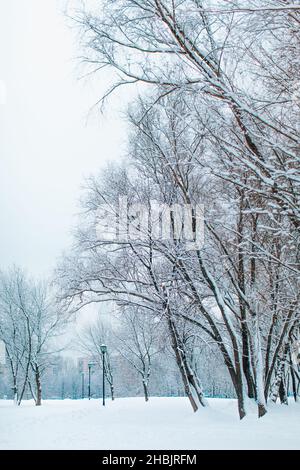 Hohe Bäume, die im Winterwald oder Park mit frischem, flauschigen weißen Schnee bedeckt sind. Wintersaison. Magische Atmosphäre Stockfoto