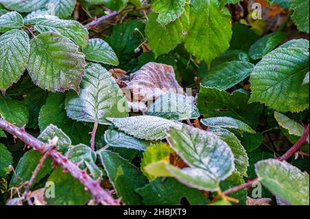 Rosenblüten im Winter mit Frost bedeckt Stockfoto
