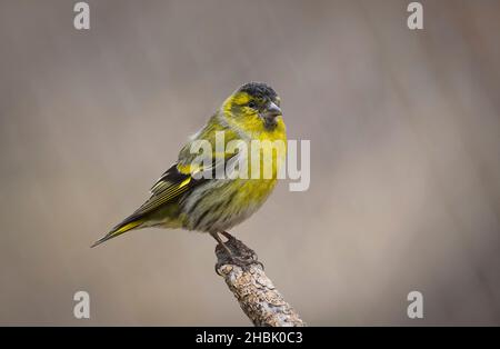 Eurasischer Siskin (Spinus spinus), der auf einem Ast thront. Stockfoto