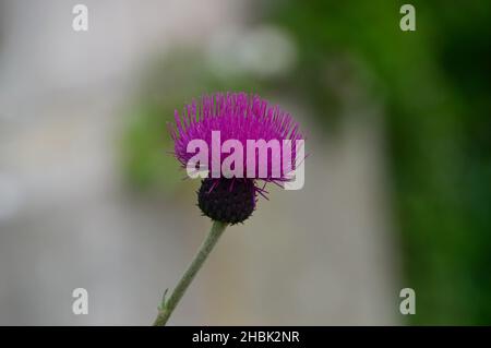 Einziger Purple Spear Thistle Seed Head (Cirsium Vulgare), der in den Grenzen von Lowther Castle, Lake District National Park, Cumbria, England, Großbritannien, angebaut wird Stockfoto