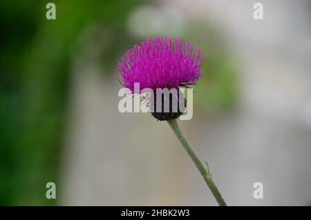 Einziger Purple Spear Thistle Seed Head (Cirsium Vulgare), der in den Grenzen von Lowther Castle, Lake District National Park, Cumbria, England, Großbritannien, angebaut wird Stockfoto