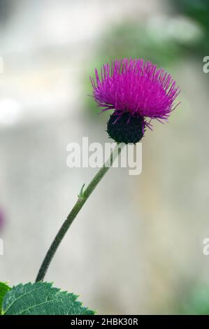 Einziger Purple Spear Thistle Seed Head (Cirsium Vulgare), der in den Grenzen von Lowther Castle, Lake District National Park, Cumbria, England, Großbritannien, angebaut wird Stockfoto