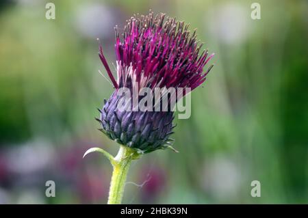 Einziger Purple Spear Thistle Seed Head (Cirsium Vulgare), der in den Grenzen von Lowther Castle, Lake District National Park, Cumbria, England, Großbritannien, angebaut wird Stockfoto