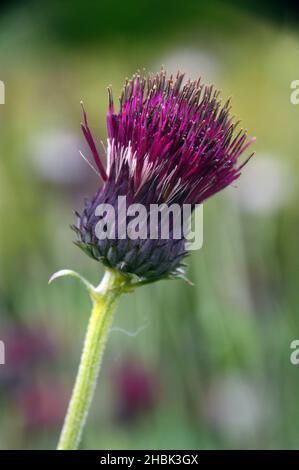 Einziger Purple Spear Thistle Seed Head (Cirsium Vulgare), der in den Grenzen von Lowther Castle, Lake District National Park, Cumbria, England, Großbritannien, angebaut wird Stockfoto