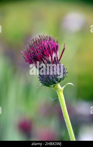 Einziger Purple Spear Thistle Seed Head (Cirsium Vulgare), der in den Grenzen von Lowther Castle, Lake District National Park, Cumbria, England, Großbritannien, angebaut wird Stockfoto