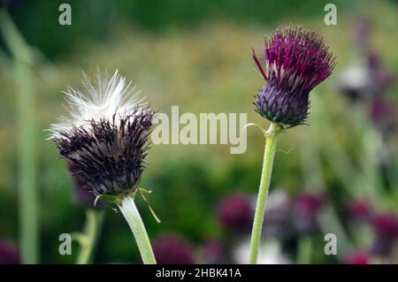 Ein Paar Purple Spear Thistle Seed Head (Cirsium Vulgare), das in den Grenzen von Lowther Castle, Lake District National Park, Cumbria, England, Großbritannien, angebaut wird Stockfoto