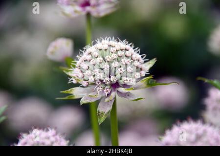 Einzelne Astratia-Hauptblume „Penny's Pink“ (großes Meisterwort), die in den Grenzen von Lowther Castle, Lake District National Park, Cumbria, England, angebaut wird. Stockfoto