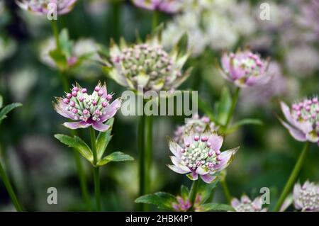 Trauben von Astratia Major 'Penny's Pink' (großes Meisterwort) Blumen wachsen in den Grenzen von Lowther Castle, Lake District National Park, Cumbria, Großbritannien. Stockfoto