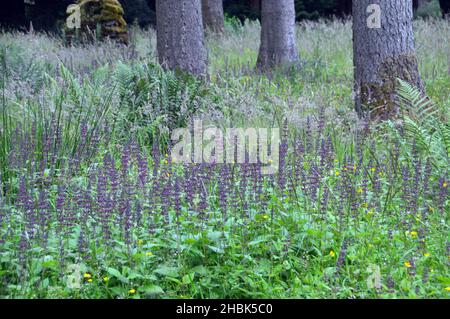 Bunches of Purple Hedge Nettle Spires (Stachys sylvatica) Flowers in the Woods at Lowther Castle, Lake District National Park, Cumbria, England, UK Stockfoto