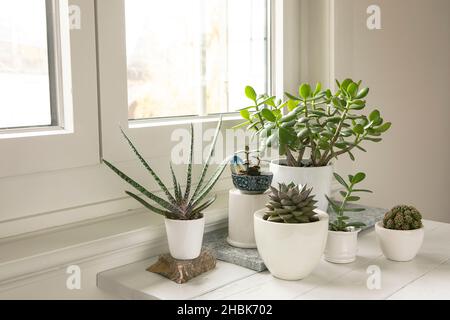 Sammlung von verschiedenen Zimmerpflanzen in modernen Haus-Interieur. Set von Topfpflanzen im Zimmer am Fenster. Kakteen und Sukkulente Anordnung, moderne s Stockfoto