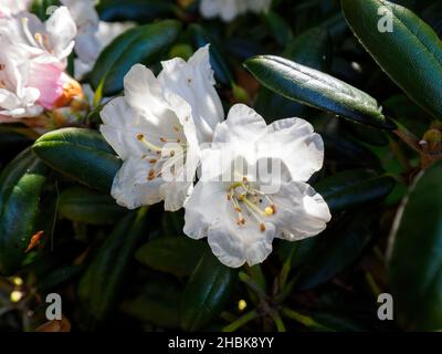 Ansicht der False-Gold-Blume Rhododendron Pseudochrysanthum weiße Blume Stockfoto