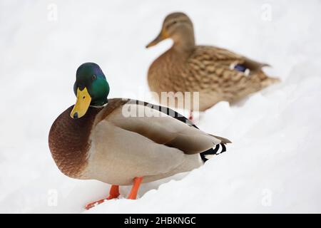Ein paar Stockenten, die im Winter auf dem Schnee stehen. Männliche und weibliche Enten in der kalten Jahreszeit Stockfoto