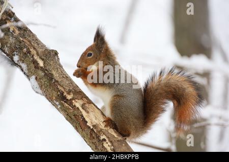 Rotes Eichhörnchen sitzt auf einem Baumzweig im Winterwald und knabbert Samen auf schneebedeckten Bäumen Hintergrund Stockfoto