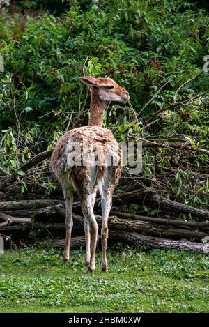 Rückseite und Profil einer Alpaka im Hellabrunn Zoo in München Stockfoto
