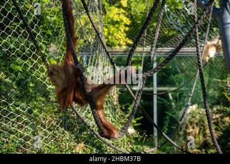 Wunderschöne Orang-Utans im Zoo Hellabrunn in München Stockfoto