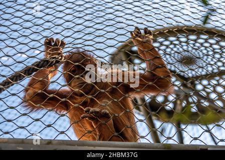 Wunderschöne Orang-Utans im Zoo Hellabrunn in München Stockfoto