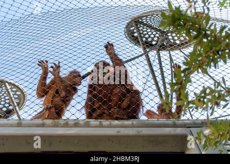 Wunderschöne Orang-Utans im Zoo Hellabrunn in München Stockfoto