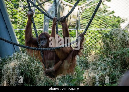 Wunderschöne Orang-Utans im Zoo Hellabrunn in München Stockfoto