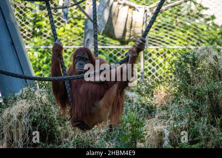 Wunderschöne Orang-Utans im Zoo Hellabrunn in München Stockfoto