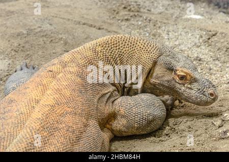 Nahaufnahme des Kopfes eines Komodo-Drachens. Komodo-Warane von indonesischen Inseln und Australien. Varanus komodoensis Art. Stockfoto