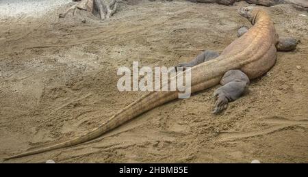 Die größte Eidechse der Welt: Komodo-Drache von indonesischen Inseln und Australien. Komodo überwacht mit giftigem Biss. Varanus komodoensis Art. Stockfoto