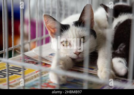 Goiânia, Goias, Brasilien – 18. Dezember 2021: Einige niedliche Katzen in einem Käfig auf einer streunenden Tier Adoptionsmesse. Stockfoto