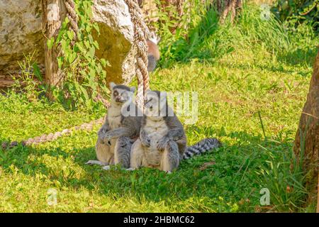 Zwei Ringschwanzlemuren Madagaskars, die Gemüse essen. Lemur catta Art endemisch auf Madagaskar Insel Afrika. Stockfoto