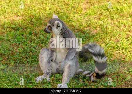 Lemur von Madagaskar, auf dem Gras sitzend, mit Ringschwanz. Lemur catta Arten aus Madagaskar. Stockfoto