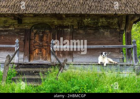 Netter Hund, der vor einer alten Holzkirche auf dem Land steht, im Kreis Salaj, Siebenbürgen, Rumänien Stockfoto