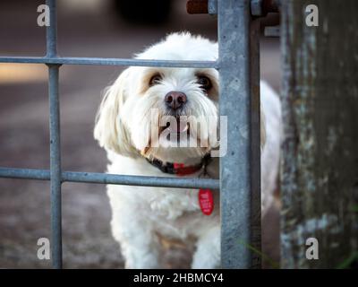 Blick auf den kleinen weißen Hund, der durch einen Metallzaun bellt Stockfoto