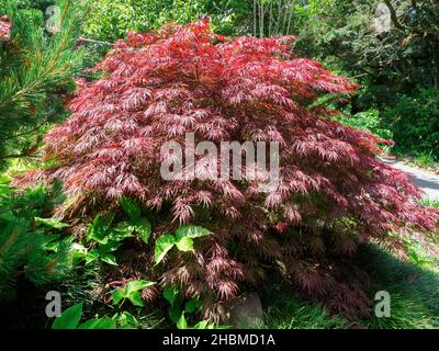 Blick auf den Baum der Acer palmatum var. dissectum Crimson Queen Stockfoto