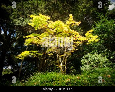 Ansicht des koreanischen Ahornbaums Acer Pseudosieboldianum Stockfoto