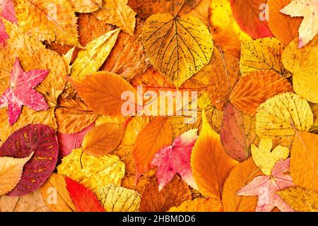 Heller, lebhafter und fröhlicher Herbstlaub-Hintergrund mit einer Vielzahl natürlicher Blätter in Orange, Braun, Gelb, Rot, Lila und Magenta. Oben vi Stockfoto