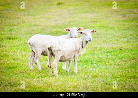 Zwei niedliche weiß rasierte Schafe stehen auf Gras und schauen zur Kamera, Schafe in grünem Hintergrund. Litauische Landwirtschaft.2020 Stockfoto