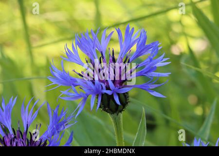 Nahaufnahme einer wunderschönen blauen centaurea montana Blume vor grünem Hintergrund Stockfoto