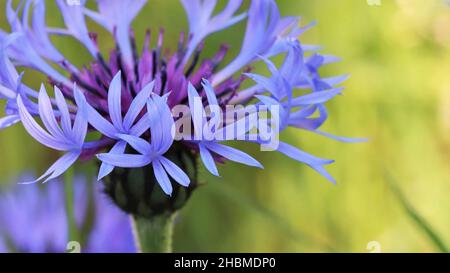 Nahaufnahme einer blauen centaurea mit Fokus auf die hübschen blauen Blütenblätter, Kopierbereich Stockfoto