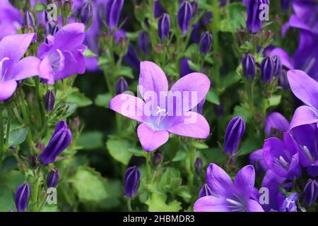 Nahaufnahme eines hübschen sonnenbeschienenen blau-violetten dalmatinischen Bellfowers in einem Blumenbeet Stockfoto