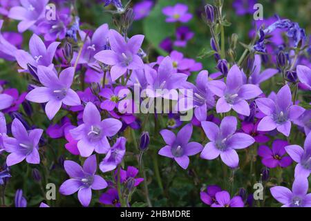 Schöne blaue Blüten von Campanula portenschlagiana und Aubrieta in einem Blumenbeet Stockfoto