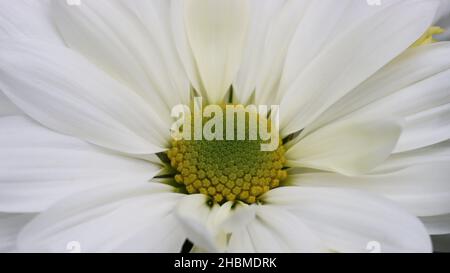 Nahaufnahme einer schönen weißen Chrysantheme-Blume Stockfoto