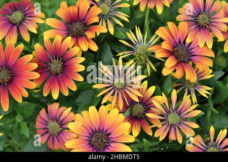 Nahaufnahme von wunderschönen bunten osteospermum-Blumen in einem Blumenbett, Blick von oben Stockfoto