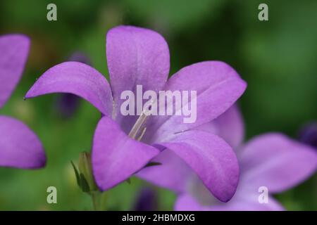 Nahaufnahme einer einzelnen violett-blauen Glockenblume mit Fokus auf die Staubgefäße Stockfoto