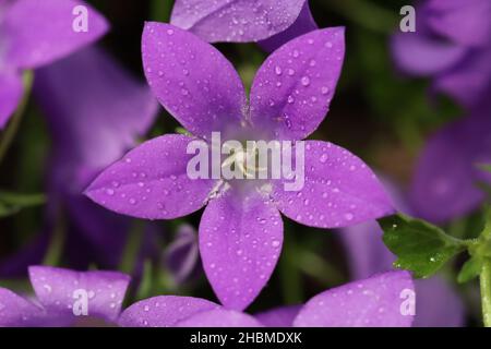 Nahaufnahme einer hübschen sonnendurchfluteten blau-violetten Glockenblume Stockfoto