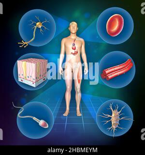Verschiedene Arten von menschlichen Zellen, einschließlich Spermien, rote Blutkörperchen, Osteozyten, Neuronen, Skelettmuskeln und säulenförmigen Epithelzellen. Digitale Illustration. Stockfoto