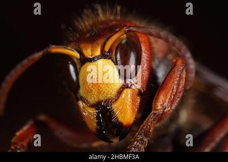 Detaillierte frontale Schließung einer überwinterenden Königin der europäischen Hornisse, Vespa crabro Stockfoto